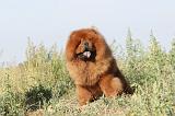 CHOW CHOW 017